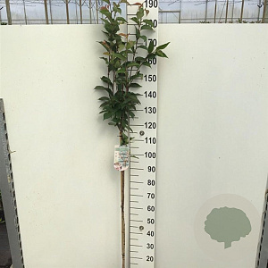 Prunus nipponica 'Ruby' 120 cm stam 7,5L