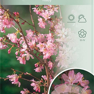 Prunus nipponica 'Ruby' 120 cm stam 7,5L