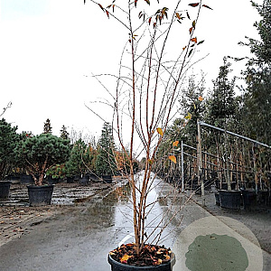 Prunus 'The Bride' 175-200 cm 35L meerstammig