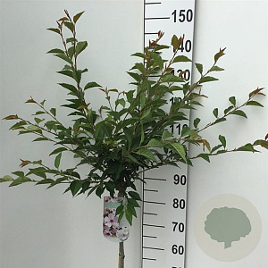Prunus 'The Bride' 90 cm stam 7,5L