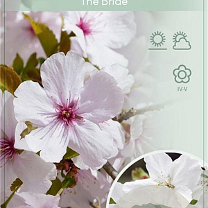 Prunus 'The Bride' 120 cm stam 7,5L