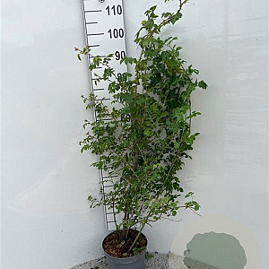 Rosa (o) canina 80-100 cm 5,0L