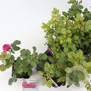 Rosa (F) Eufemia 10-15 cm C1.5