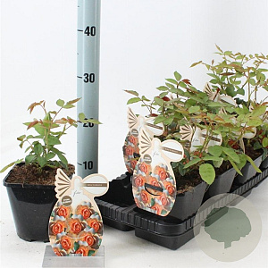 Rosa (F) Floriana 10-15 cm C1.5