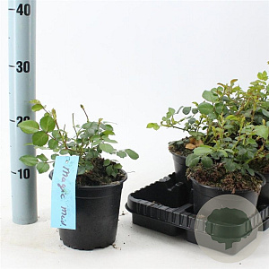 Rosa (H) Magic Meidiland 10-15 cm C1.5