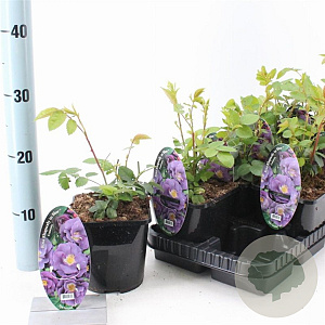 Rosa (P) Rhapsody in Blue 10-15 cm C1.5