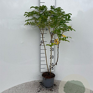 Rosa rugosa 40-60 cm 2,0L