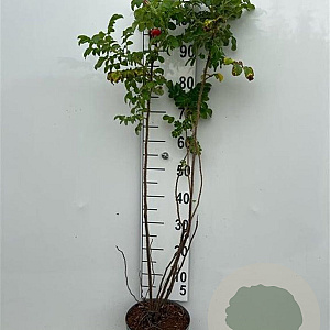 Rosa rugosa 'Rubra' 100-125 cm 5,0L