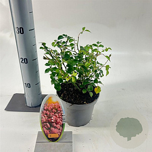 Rosa (P) Satina 15-20 cm P15