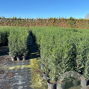 Taxus baccata 80-100 cm 7,5L