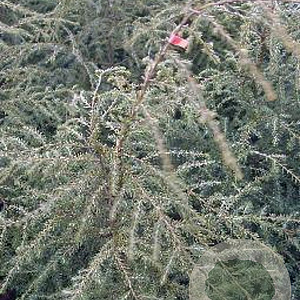 Tsuga canadensis 60-80 cm met kluit