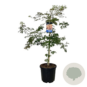 Acer Ice Dragon 125-150 cm 30L extra