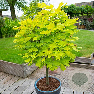Acer shirasawanum 'Jordan' 200-250 cm 45L meerstammig