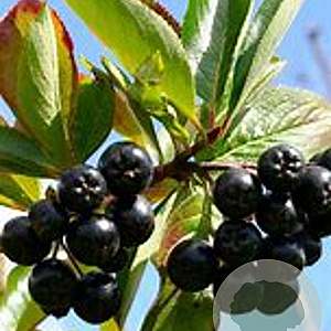 Aronia melanocarpa 'Viking' 30-40 cm 3,0L
