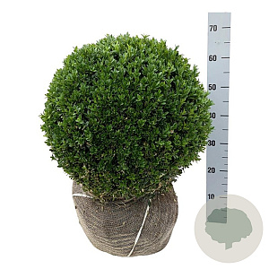 Buxus sempervirens 45-50 cm met kluit bol