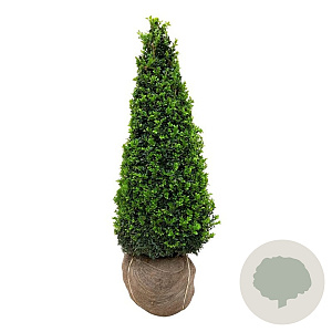 Buxus sempervirens 90-100 cm met kluit piramide