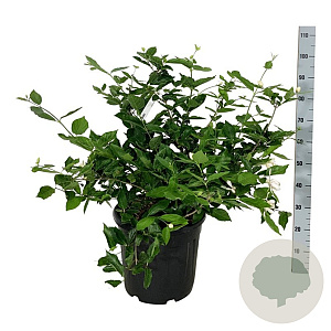 Calycanthus 'Venus' 60-80 cm 30L extra