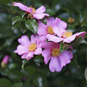 Camellia sasanqua GM container meerstammig solitair