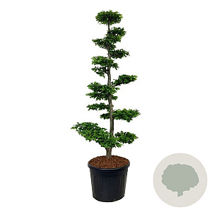 Carpinus betulus 175-200 cm cont. 90L bonsai