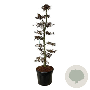 Carpinus betulus 175-200 cm cont. 90L bonsai