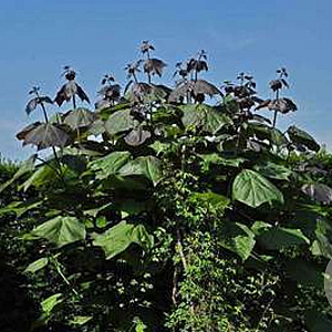 Catalpa erubescens 'Purpurea' 250-300 cm cont. 150L meerstammig