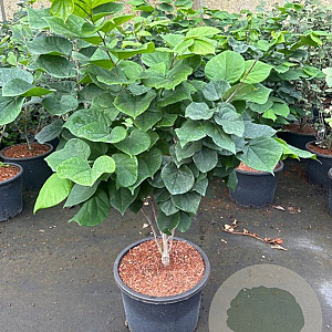 Cercis chinensis 'Avondale' 80-100 cm 20L