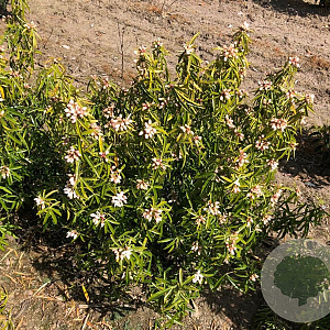 Choisya 'Aztec Pearl' 60-80 cm met kluit