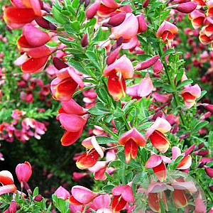 Cytisus 'Hollandia' 30-40 cm 3,0L