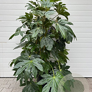 Fatsia japonica 125-150 cm 45L