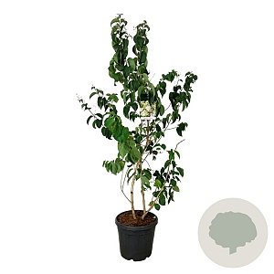 Heptacodium miconioides 150-175 cm 30L extra