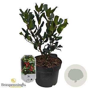 Ilex aquifolium 30-40 cm 3,0L