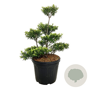 Ilex crenata 'Blondie' 60-80 cm cont. 55L multi bol
