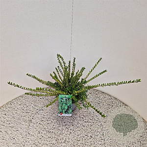 Lonicera nit. 'Elegant' 30-40 cm C1.5