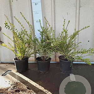 Lonicera nit. 'Elegant' 30-40 cm C1.5