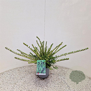 Lonicera nit. 'Elegant' 30-40 cm C1.5