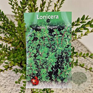 Lonicera nit. 'Elegant' 30-40 cm C1.5