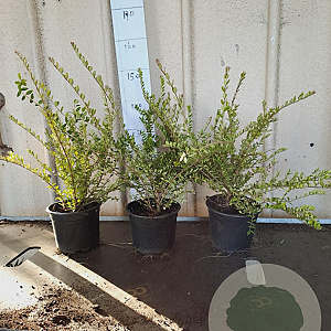 Lonicera nit. 'Elegant' 30-40 cm C1.5