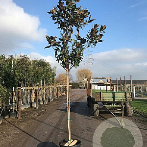 Magnolia grandiflora 12-14 HO container