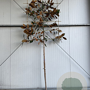 Magnolia grandiflora 14-16 HO container 125 cm stam LEIVORM