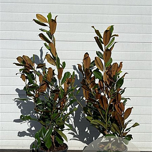 Magnolia grandiflora 'Praecox' 80-120 cm 12L