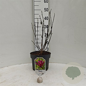 Magnolia l. 'Nigra' 50-60 cm 5,0L