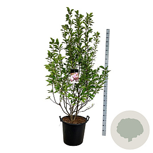 Magnolia soulangeana 170-200 cm cont. 55L extra