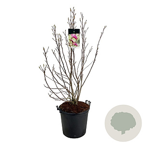 Magnolia 'Susan' 100-125 cm 30L extra