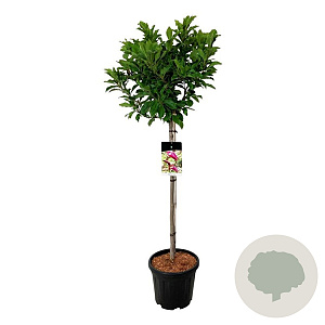 Magnolia 'Susan' 80 cm stam 15L