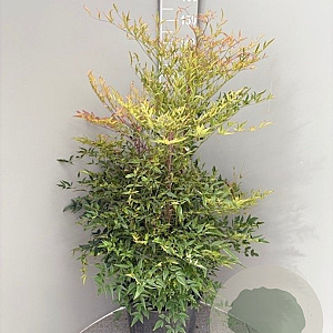 Nandina domestica 80-100 cm 2,5L