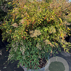 Nandina domestica 130-140 cm container  solitair