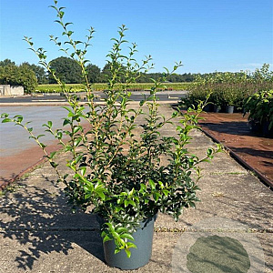 Osmanthus burkwoodii 50-60 cm 10L