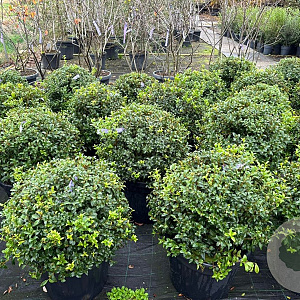 Osmanthus burkwoodii 60 cm 45L bol