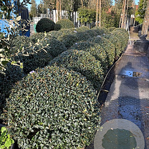 Osmanthus burkwoodii 90-110 draadkluit bijenkorf