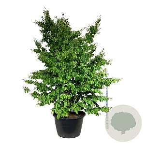 Parrotia persica 300-350 cm cont. 500L solitair